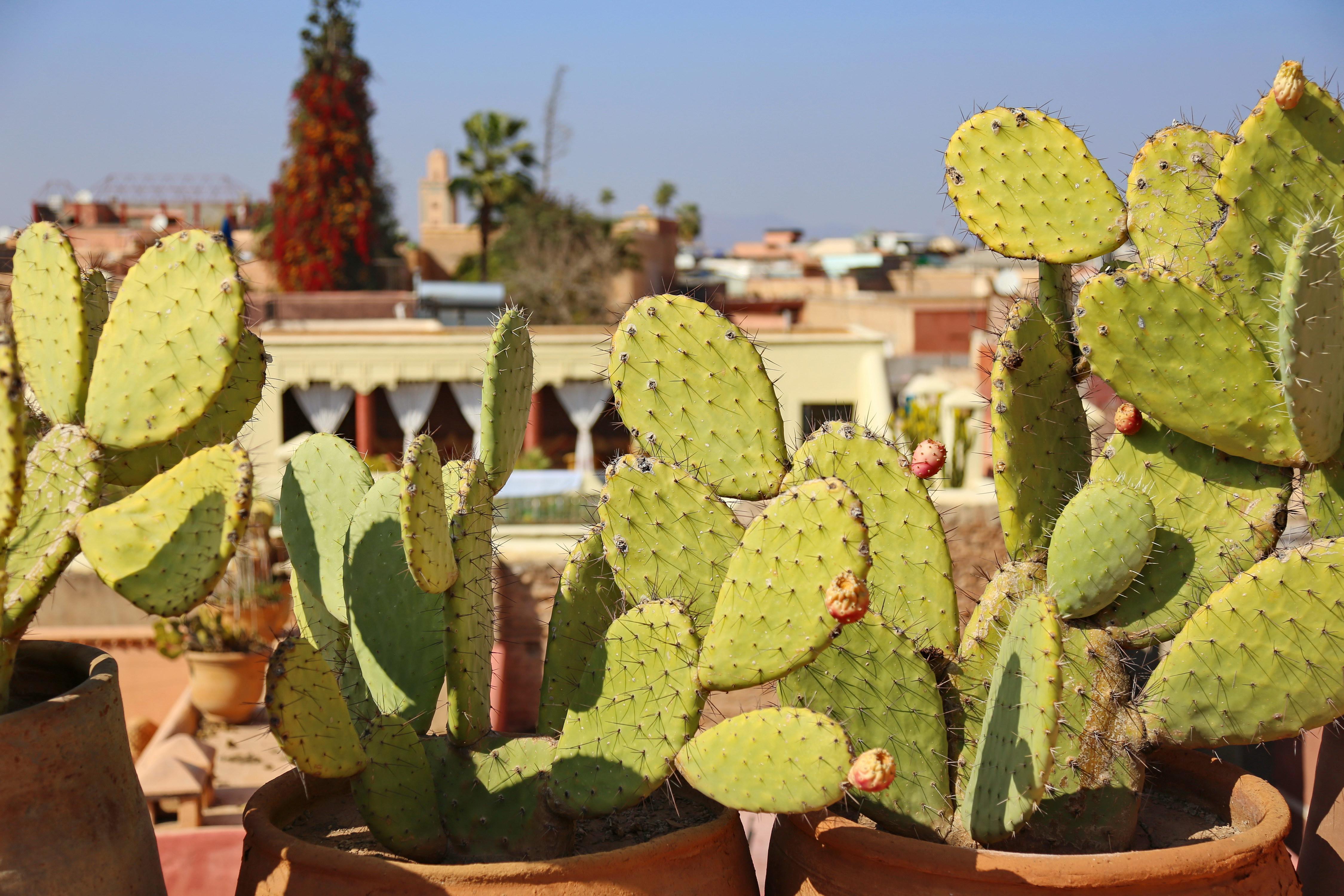 Riad Marrakiss Marrakesh Bagian luar foto